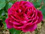 Comtesse O'Gorman rose photo