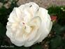 Cinderella rose photo