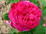 Baronne de Noirmont rose photo
