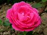 Madame Joséphine Guyet rose photo