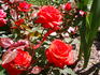 Reba McEntire rose photo