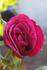 Camden rose photo