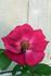 Camden rose photo