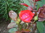 Reba McEntire rose photo