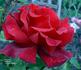 Burgund rose photo