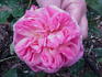 Jardins de Viels Maisons ® rose photo