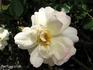 Blushing Beauty rose photo