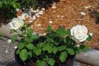 Paloma Blanca rose photo