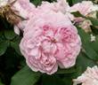 Bouquet de Jardins rose photo