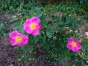 Basye's Blueberry rose photo