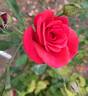 Roter Stern rose photo