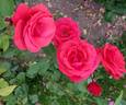 Roter Stern rose photo