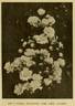 Coral Cluster rose photo
