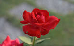 Hot Point rose photo