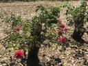 Won Fang Yon rose photo