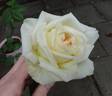 William R. Smith rose photo