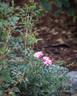 Twister rose photo