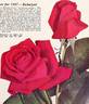 Rubaiyat rose photo