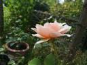 Mrs. Lovell Swisher rose photo