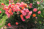 Freisinger Morgenröte rose photo