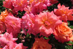 Freisinger Morgenröte rose photo