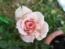 Epoca rose photo