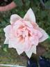 Epoca rose photo