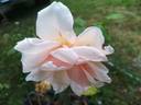 Mrs. Lovell Swisher rose photo