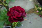 Purple Buttons rose photo