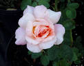 Horace McFarland rose photo