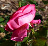 Gloriosa rose photo