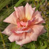 Alger rose photo