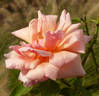 Alger rose photo