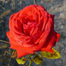Favorita ™ rose photo