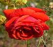 Favorita ™ rose photo