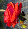 Favorita ™ rose photo