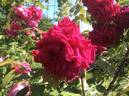 Orfeo rose photo