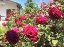 Orfeo rose photo