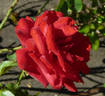 Amalia ™ rose photo