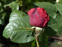 Amalia ™ rose photo