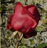 Amalia ™ rose photo