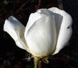 Argental rose photo