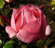 Gisella ® rose photo