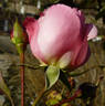Gisella ® rose photo