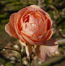 Pink Abundance rose photo