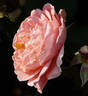 Pink Abundance rose photo