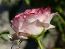 Taifun rose photo