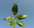 Taifun rose photo