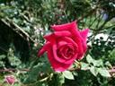 Orfeo rose photo