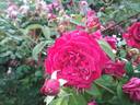 Orfeo rose photo